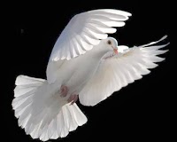 Doves of Love 1087756 Image 0